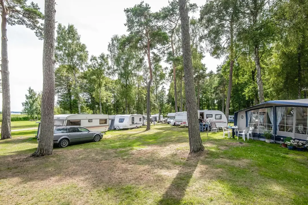 Husvagnar och bilar på gräsmatta bland tallar nära vattnet